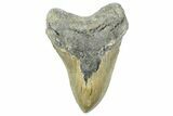 Serrated, Fossil Megalodon Tooth - North Carolina #365012-1